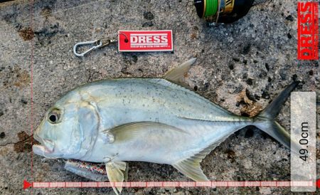 ロウニンアジ、自作のポッパーで釣れました。