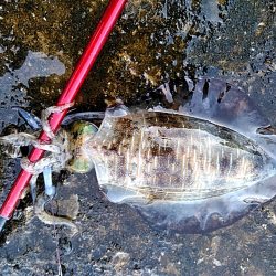 久しぶりのアオリイカでした♪♪