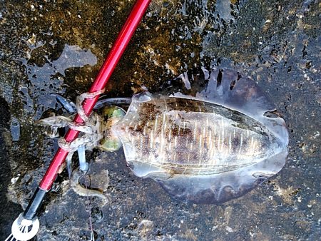 久しぶりのアオリイカでした♪♪