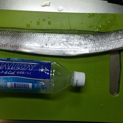 大サバ狙いのはすが…