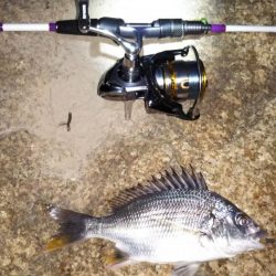 震災後の淀川調査