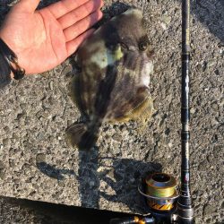 しょあじぎんぐ