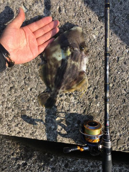 しょあじぎんぐ