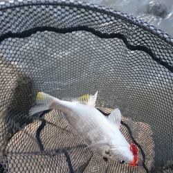 急流＋どちゃにごり