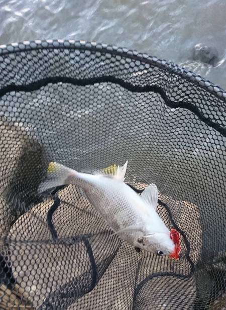 急流＋どちゃにごり