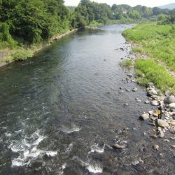 狩野川(狩野川漁業協同組合) 釣果