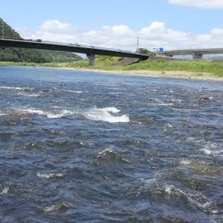 狩野川(狩野川漁業協同組合) 釣果