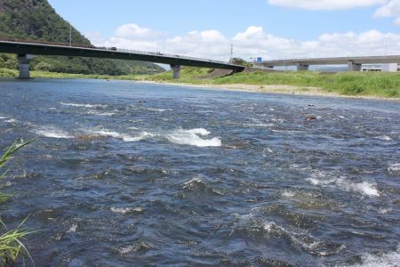 狩野川(狩野川漁業協同組合) 釣果