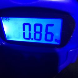 中紀でエギングとキッシング