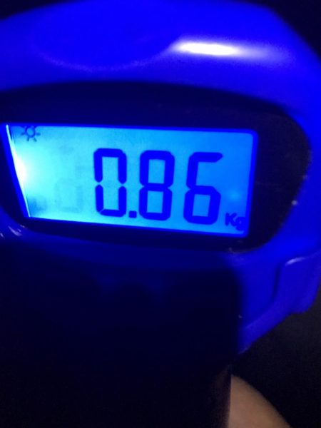 中紀でエギングとキッシング