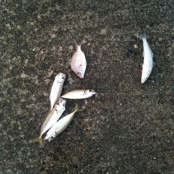 熱帯夜、当たりの無い中貴重なグレゲット！