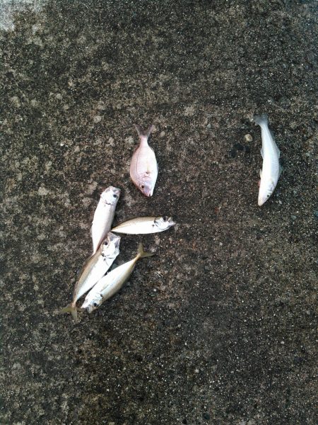 熱帯夜、当たりの無い中貴重なグレゲット！