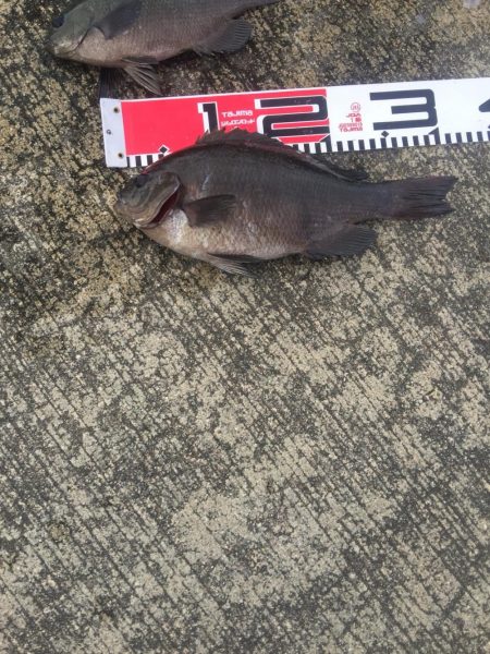 メジナが入れ食い！