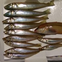 泊海水浴場で朝だけ投げ釣り