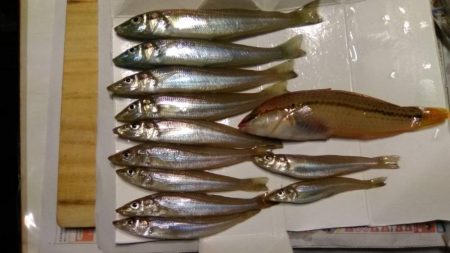 泊海水浴場で朝だけ投げ釣り