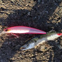 やったぜ‼️ベイビーサワラgetだぜ！