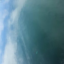 チヌ落とし込み