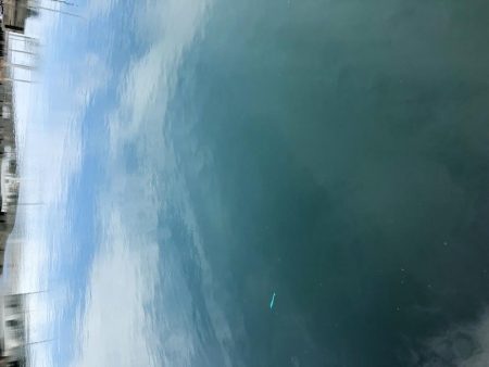 チヌ落とし込み