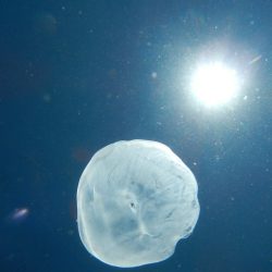 そこそこの釣果