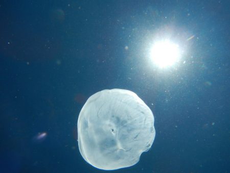 そこそこの釣果