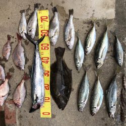 泉州丸さんで鬼アジ調査