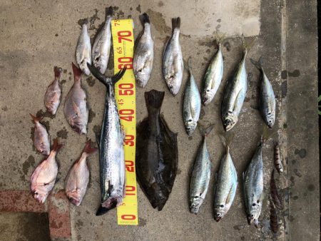 泉州丸さんで鬼アジ調査