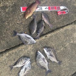 黒鯛、メジナ好調！カンダイ、メナダも！