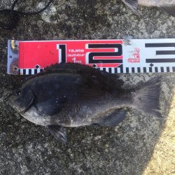 今週もメジナが絶好調！