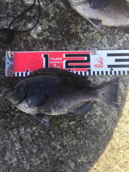 今週もメジナが絶好調！