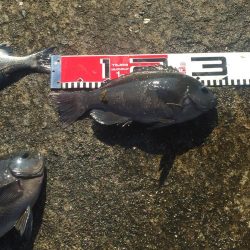 小型チヌ２尾ゲット！変わらず口太は絶好調！！