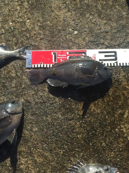 小型チヌ２尾ゲット！変わらず口太は絶好調！！