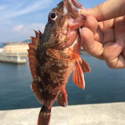 丸ソーダカツオ