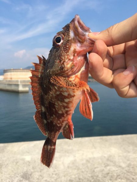 丸ソーダカツオ