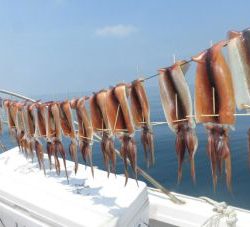 スルメイカ釣り