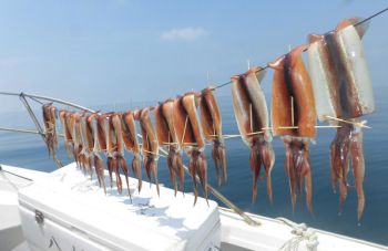 スルメイカ釣り