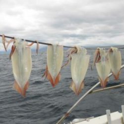 スルメイカ釣り