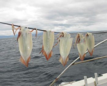 スルメイカ釣り