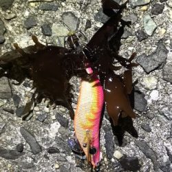 ケンサキ調査で