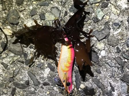 ケンサキ調査で