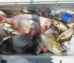 イサキ釣ってきました