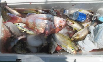 イサキ釣ってきました