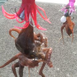 ２年ぶりのタコ釣り