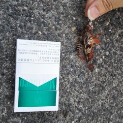 スーパーライトゲーム