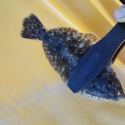 焼津港　クエの赤ちゃん、タコ、ソゲなど