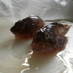 クロダイは簡単に釣れる