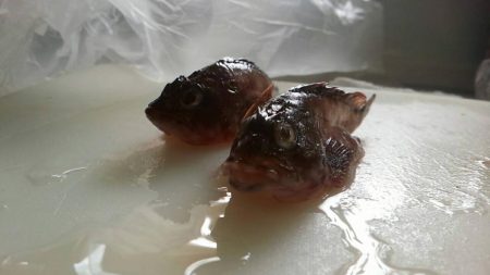 クロダイは簡単に釣れる