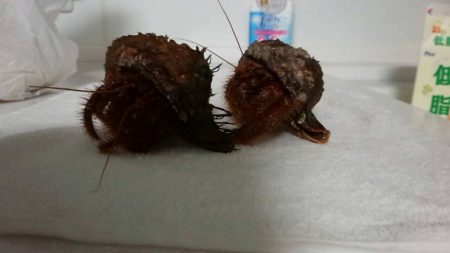 多種の魚が釣れ出しました。サイズは小さいです