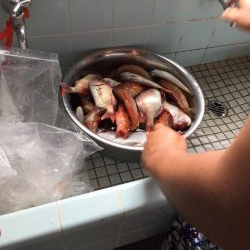 加太近辺で船五目釣り