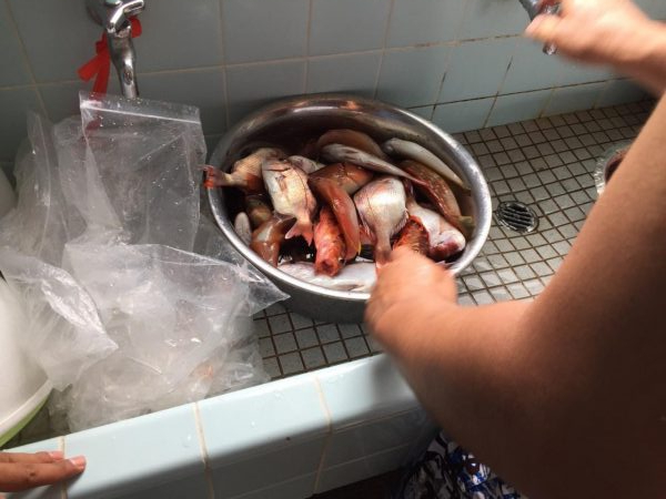 加太近辺で船五目釣り