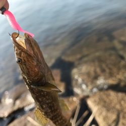 青物不発からの根魚三目達成